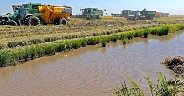La Nación / Río Tebicuary: arroceros afirman haber terminado su irrigación a principios de febrero