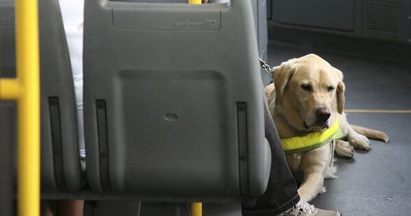 Paraguay reglamentará el traslado de mascotas en transporte público