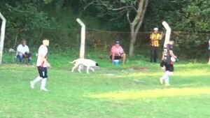 Viral: Arquero pisó a perrito y se cayó de espaldas