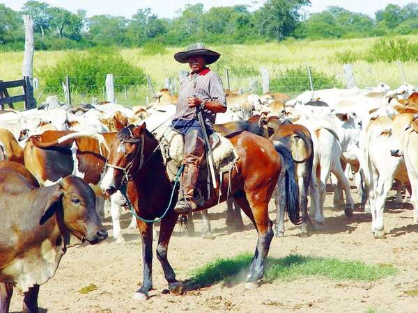 La ganadería en el Paraguay (1) - Vida Social y Trabajo - ABC Color