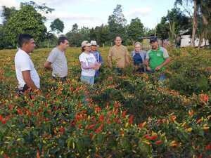 Primera exportación de ají picante a Estados Unidos se daría en octubre | Locales | 5Días