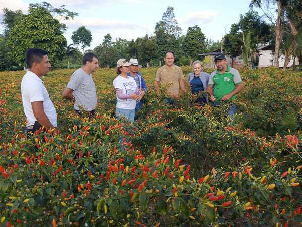 Primera exportación de ají picante a Estados Unidos se daría en octubre | Locales | 5Días