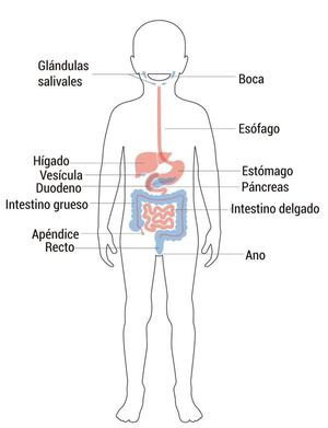Aparato digestivo: estructura y función - Medio Natural y Salud Primer Ciclo - ABC Color