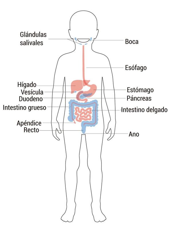 Aparato digestivo: estructura y función - Medio Natural y Salud Primer Ciclo - ABC Color