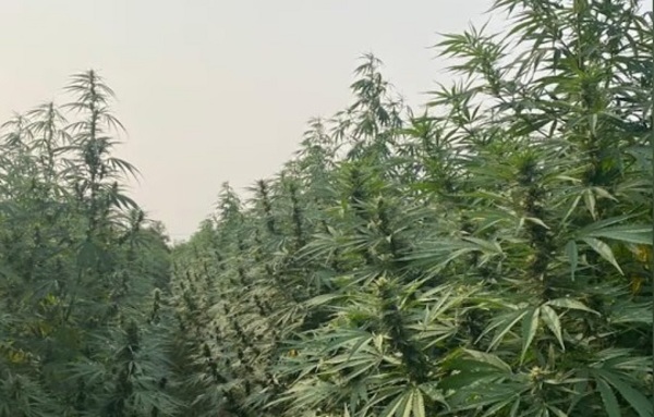 Paraguay expande mercado del cannabis con exitosa exportación a Suiza