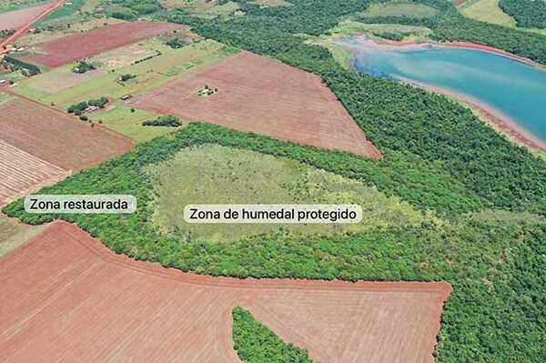Itaipú Preserva restaura más de 10 hectáreas en Puerto Indio y fortalece la protección de humedal | DIARIO PRIMERA PLANA