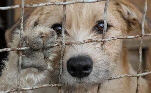 Advierten sobre robo de mascotas y pedido de rescate como nueva modalidad de delincuentes