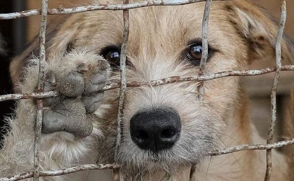 Advierten sobre robo de mascotas y pedido de rescate como nueva modalidad de delincuentes