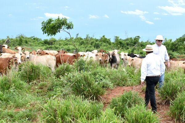 “Hoy el precio del ganado es más justo, pero necesitamos estabilidad”, afirman productores | Agronegocios | 5Días