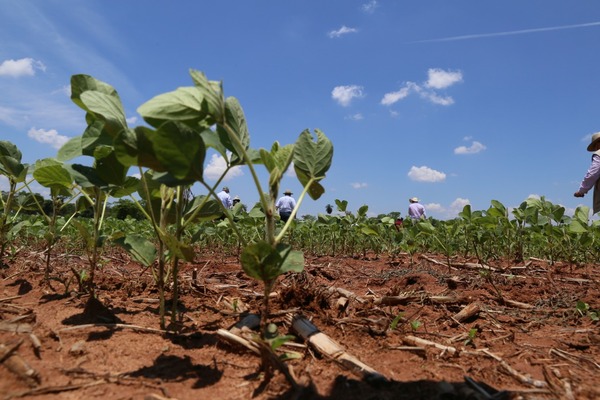 Informe USDA: sequía golpea a la soja y afectará la industrialización local | Agronegocios | 5Días