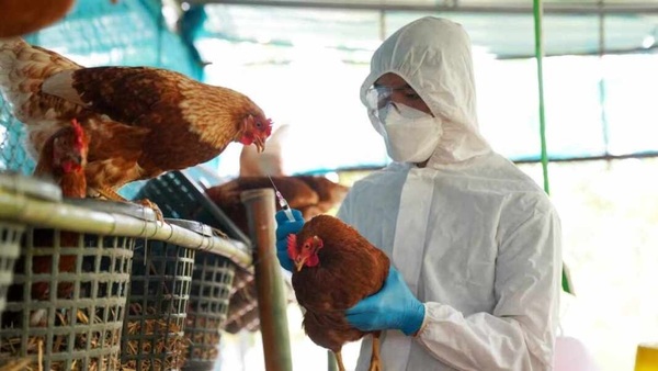 Emiten alerta sanitaria en Paraguay por caso de gripe aviar en Argentina | Agronegocios | 5Días