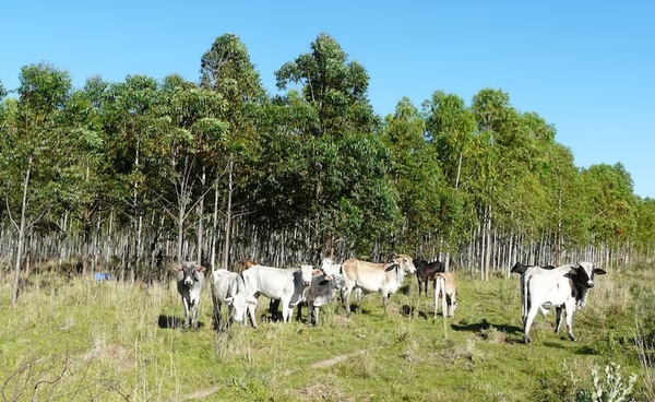 Ejecutivo reglamenta oficialmente la Ley de Créditos de Carbono