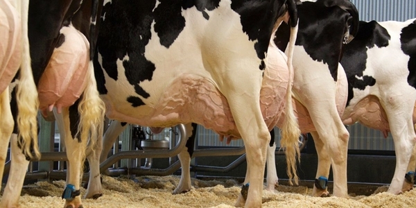 La leche en polvo cae un 0,2 % en la segunda subasta de febrero de Fonterra