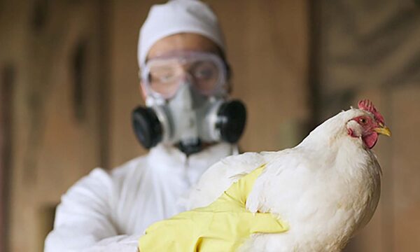 Gripe aviar estaría avanzando silenciosamente entre humanos