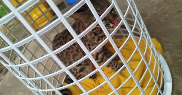 Diario HOY | “No era un gato normal” y apareció en una vivienda de Asunción