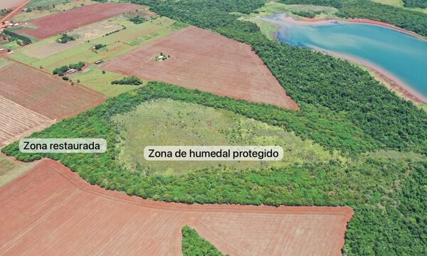 Restauran más de 10 hectáreas en Puerto Indio y fortalecen protección de humedal – Diario TNPRESS
