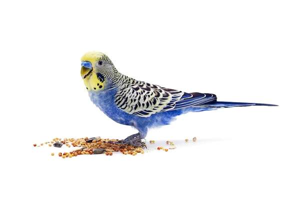 Enfermedades comunes en aves de compañía: plumas caídas, problemas respiratorios y más - Mascotas - ABC Color