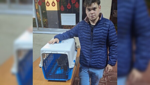 Pensó que era un hermoso gatito, pero resultó ser un Tirika