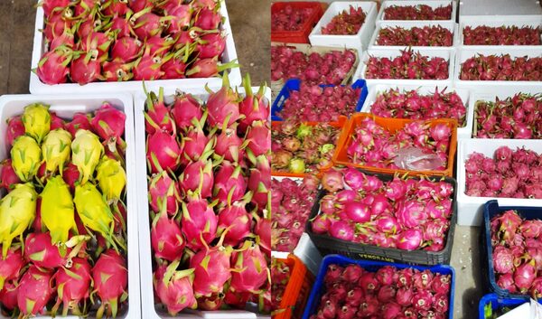 Labriego del km 24 de Minga Guazú se dedica a la producción de pitaya - La Clave