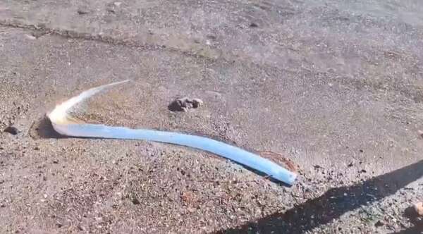 El ‘pez del fin del mundo’ aparece en Baja California Sur y desconcierta a bañistas - Ciencia - ABC Color