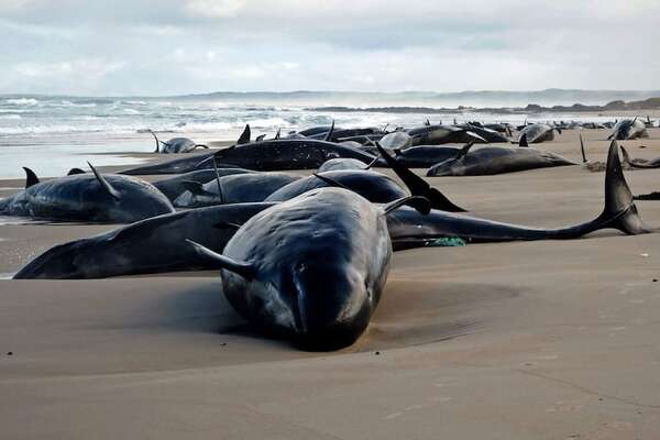 157 delfines, conocidos como falsas ballenas asesinas, aparecen varados en una playa de Australia - Ciencia - ABC Color