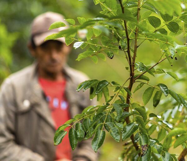Infona ofrece plantines forestales en sus viveros regionales - .::Agencia IP::.