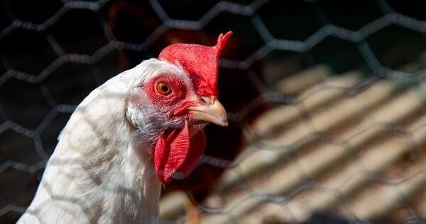 La Nación / Foco de gripe aviar en Argentina se registra a 200 km de la frontera paraguaya