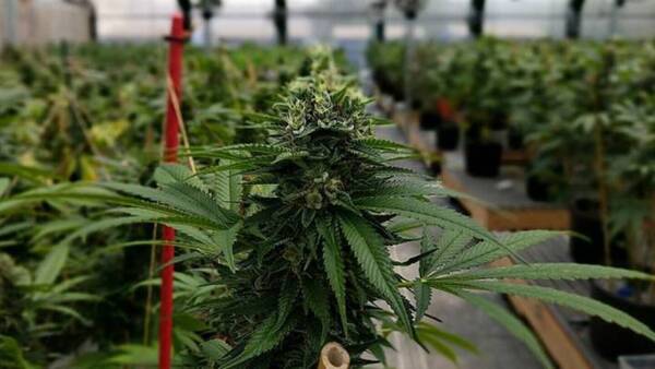 Buscan legalizar la compra y el consumo de la marihuana