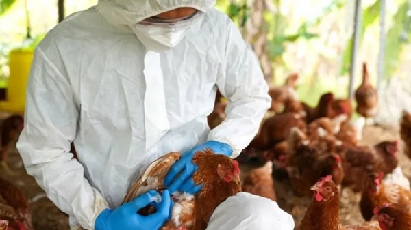FOCO DE GRIPE AVIAR EN ARGENTINA SE REGISTRA A 200 KM DE LA FRONTERA PARAGUAYA