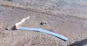 Diario HOY | VIDEO| Pez del juicio final sorprende a bañistas en una playa: ¿presagio de desastre?