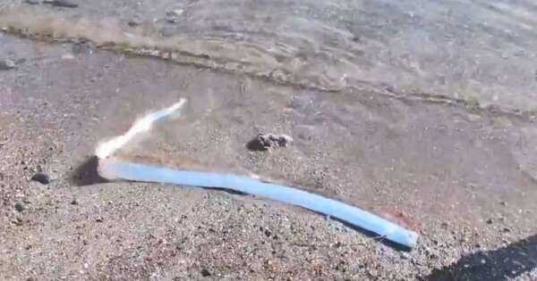 Diario HOY | VIDEO| Pez del juicio final sorprende a bañistas en una playa: ¿presagio de desastre?