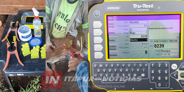 IMPLEMENTAN SISTEMA DE IDENTIFICACIÓN ANIMAL EN PARALELO A LA VACUNACIÓN CONTRA LA FIEBRE AFTOSA