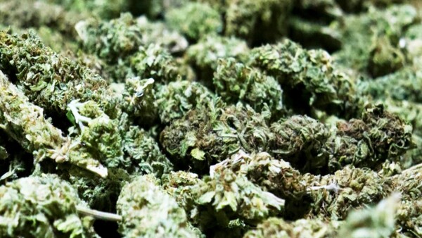 Logran primer envío de flor de cannabis industrial a Suiza y proyectan avances