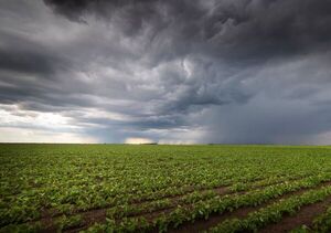 Pese a que llegó a la lluvia, muchas parcelas ya registran perdidas en el Norte | Agronegocios | 5Días