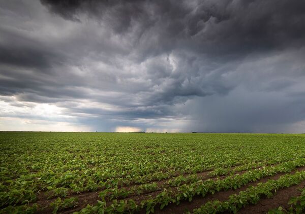 Pese a que llegó a la lluvia, muchas parcelas ya registran perdidas en el Norte | Agronegocios | 5Días