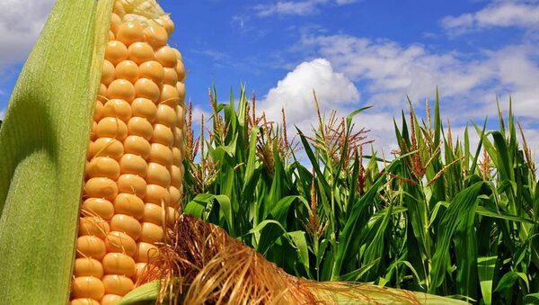 Exportaciones de maíz caen 50% y golpean el sector agrícola