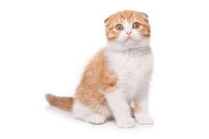 Hoy es uno de los tres Días del Gato: tres fechas para celebrar a nuestros amigos felinos - Mascotas - ABC Color
