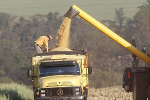 Productores de soja enfrentan doble golpe: menor rendimiento y precios bajos - La Clave