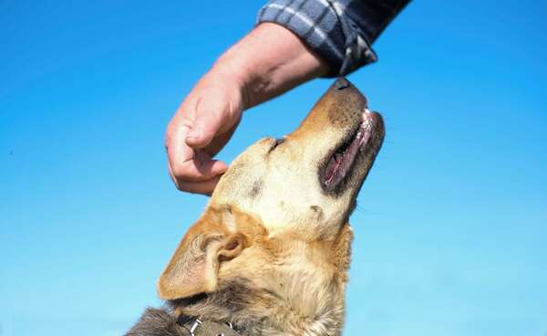 Día mundial de amar a tu mascota: cuánto amor es razonable y qué se considera insano - Mascotas - ABC Color
