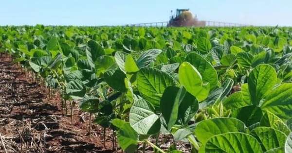 La Nación / Estudio de producción de soja en Naranjal destaca el impacto de prácticas sostenibles