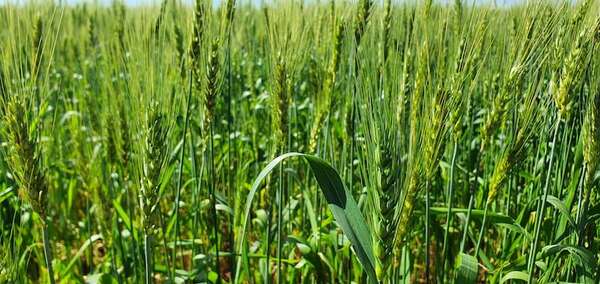 Ventas al Brasil impulsan la exportación de la zafra de trigo 2024 - Economía - ABC Color