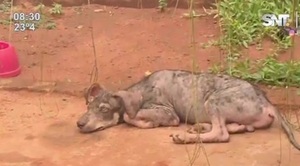 Refugio de animales solicita ayuda para alimentar a rescatados - SNT