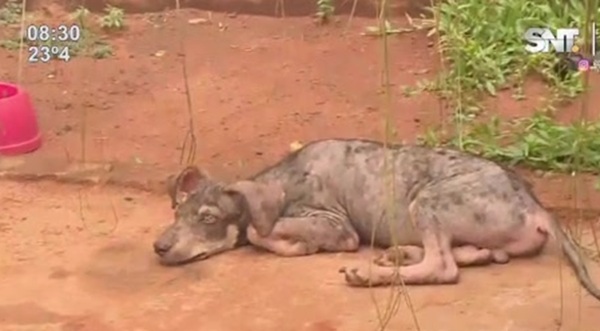 Refugio de animales solicita ayuda para alimentar a rescatados - SNT