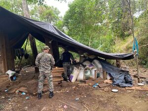 Desmantelan plantación de marihuana en operativo antinarcóticos en Itapúa