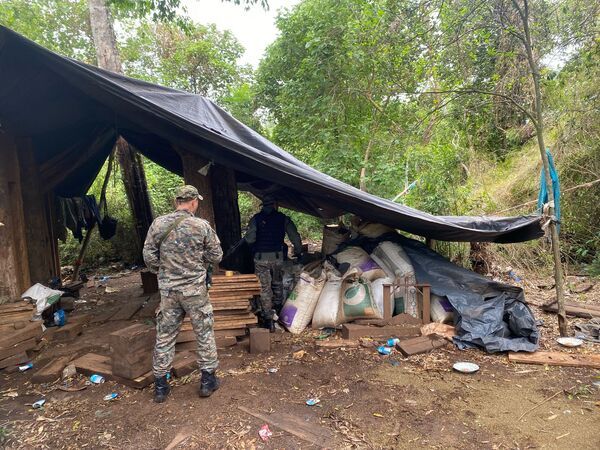 Desmantelan plantación de marihuana en operativo antinarcóticos en Itapúa