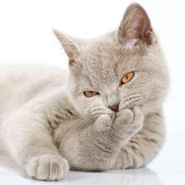 Los nombres más curiosos que reciben los gatos en Latinoamérica - Mascotas - ABC Color