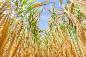 Menor producción impacta en las exportaciones de maíz y se registra una caída en la zafra del 50% hasta enero - MarketData