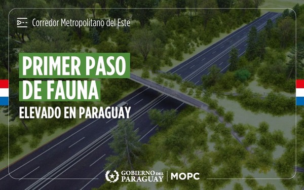 Avanza la construcción del primer paso de fauna elevado del Paraguay | Economía y Finanzas | 5Días