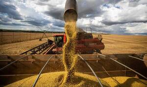 En un año, complejo sojero creció tanto en volumen exportado como en ingresos | Agronegocios | 5Días