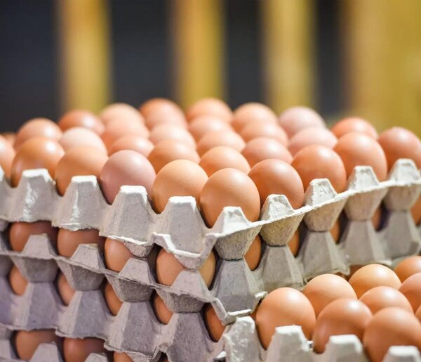 Caída del contrabando es un disparador de los precios de huevos - Portal Digital Cáritas Universidad Católica